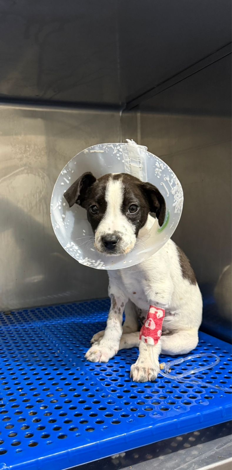 Los momentos más duros, mientras luchaba contra el parvo