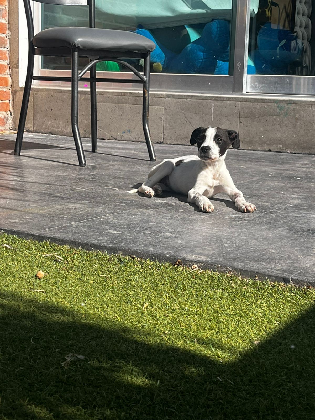 Primeros días de vuelta en su hogar temporal, había perdido peso