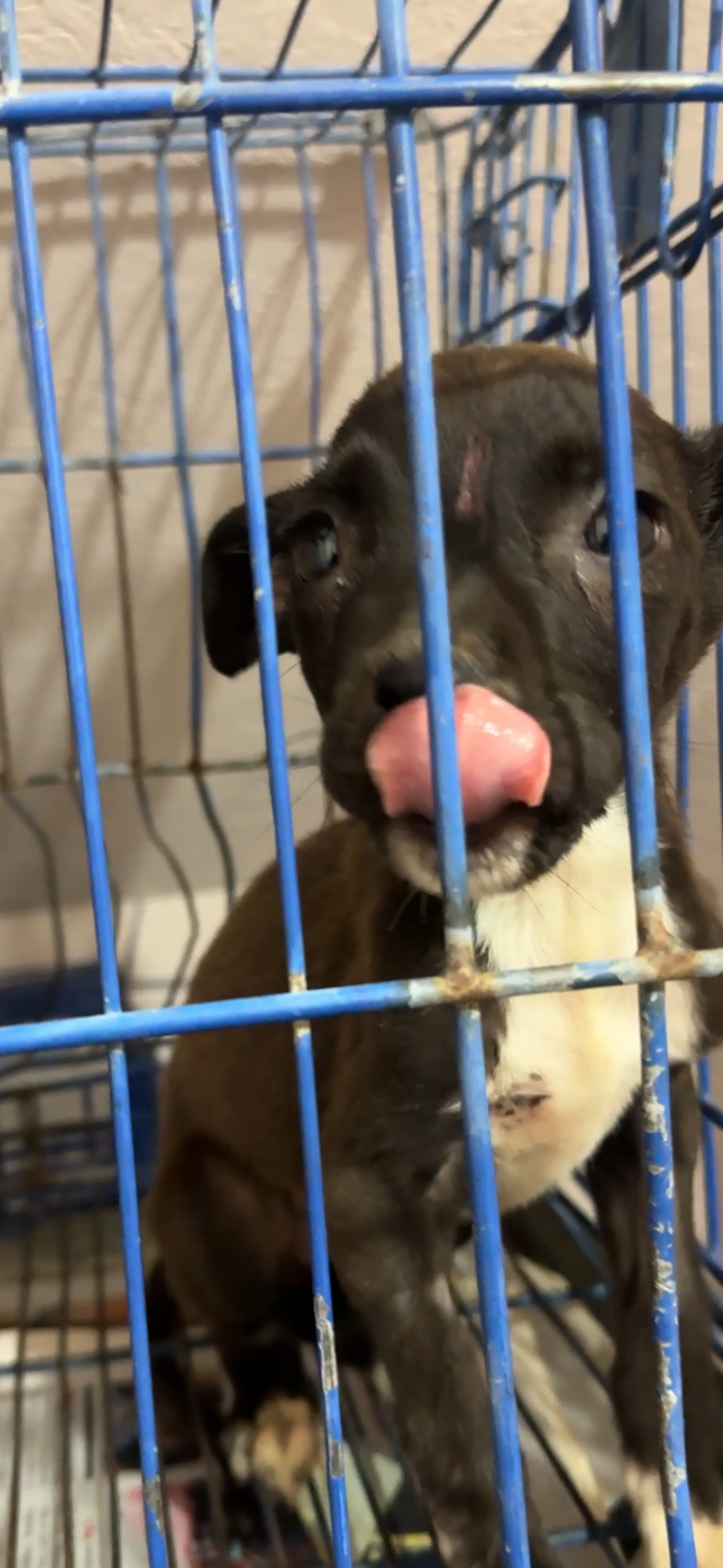 Cuando fue hospitalizada por el parvo