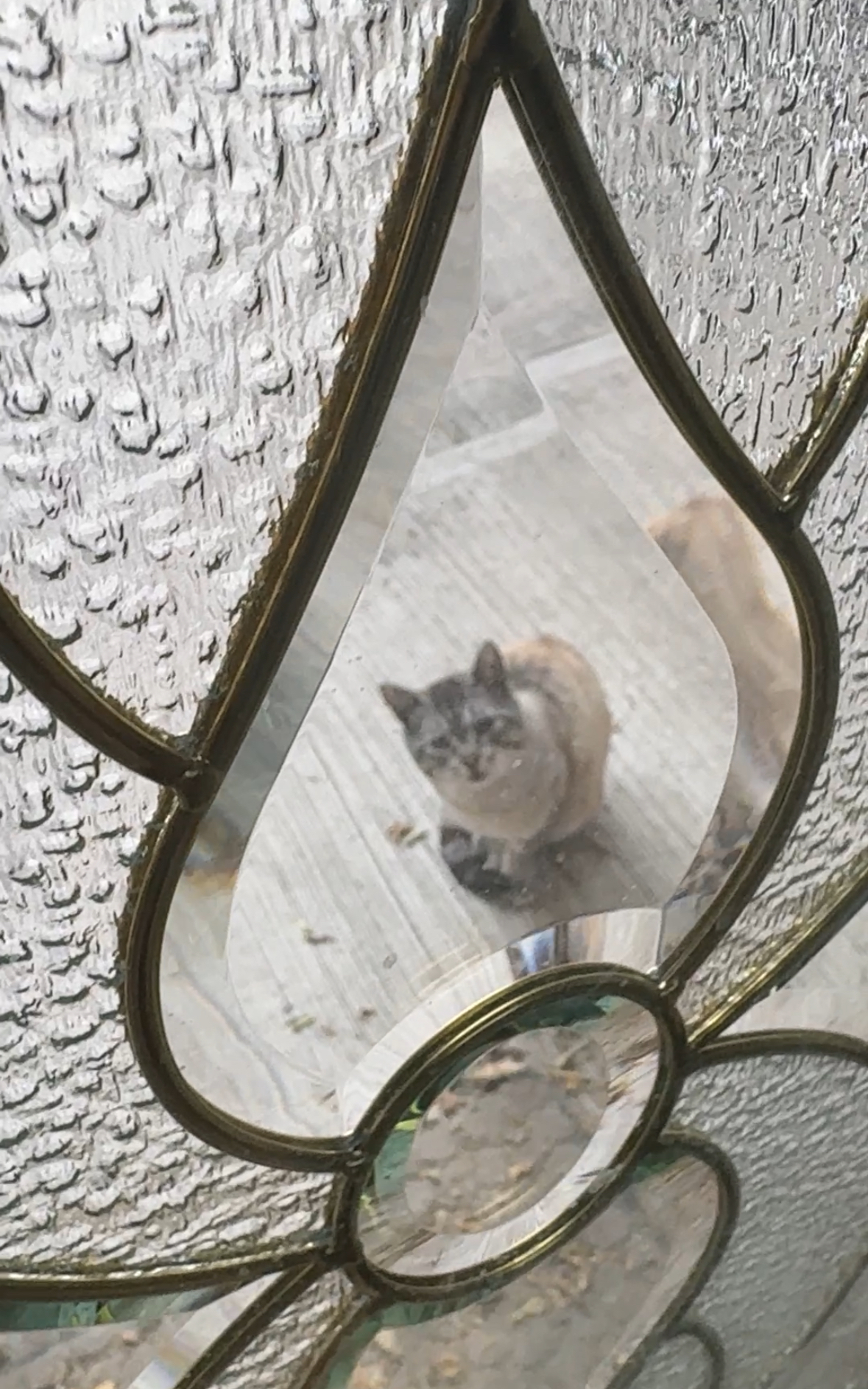 Aullando fuera de mi casa para que le diera comida jaja