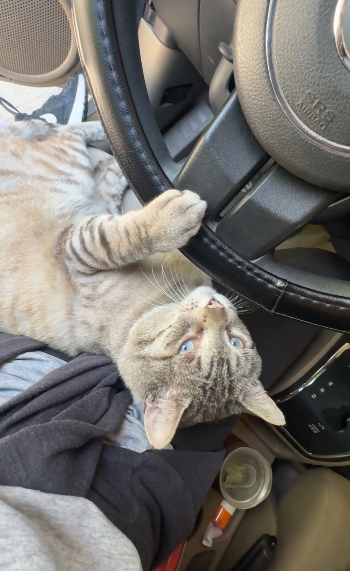 Cuando por fin me gané su confianza y se subía a mi coche por cariños