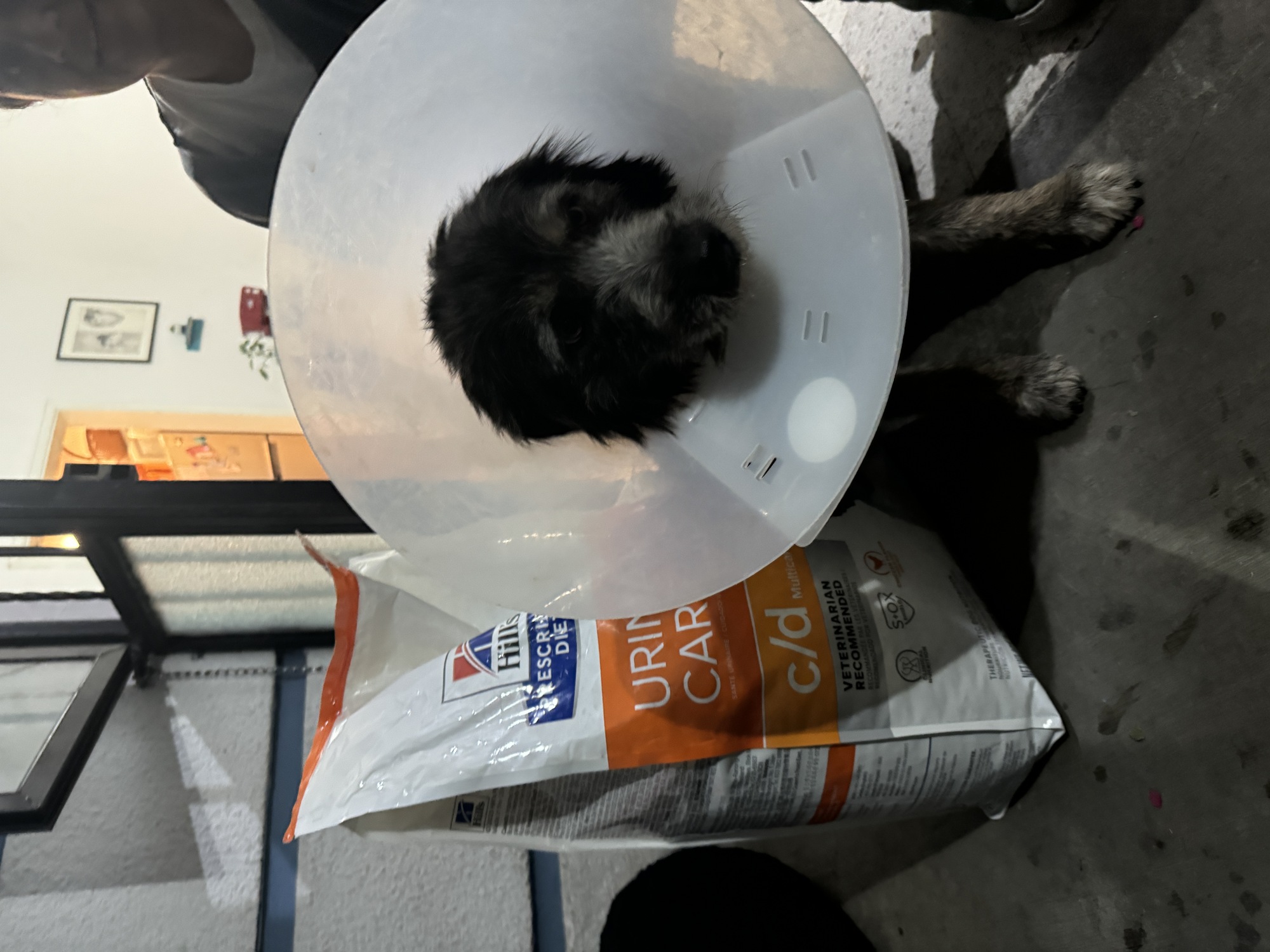 Con su alimento especial para las piedras en los riñones