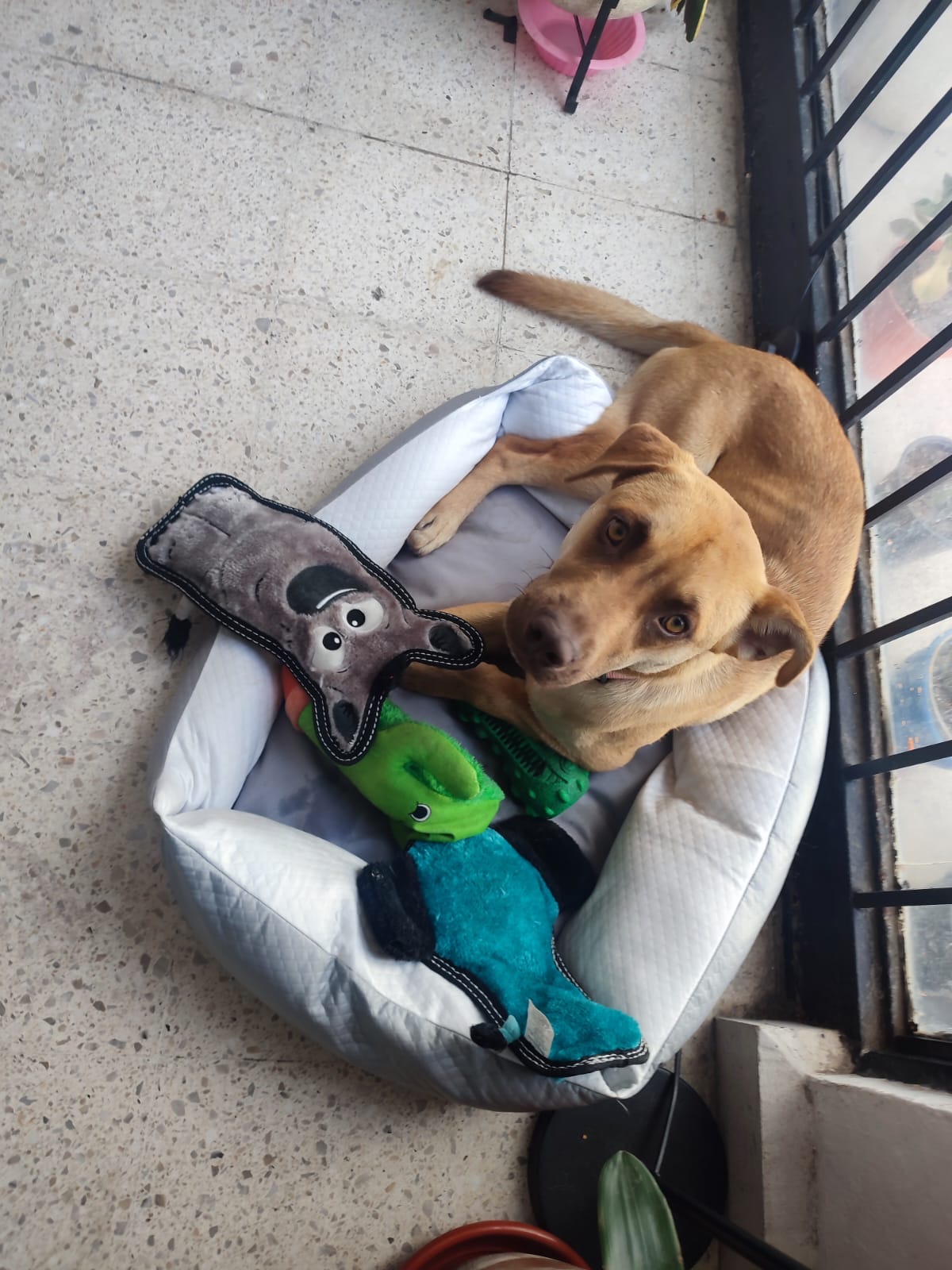 Viviendo en Hostal La Tuna. Ama los juguetes