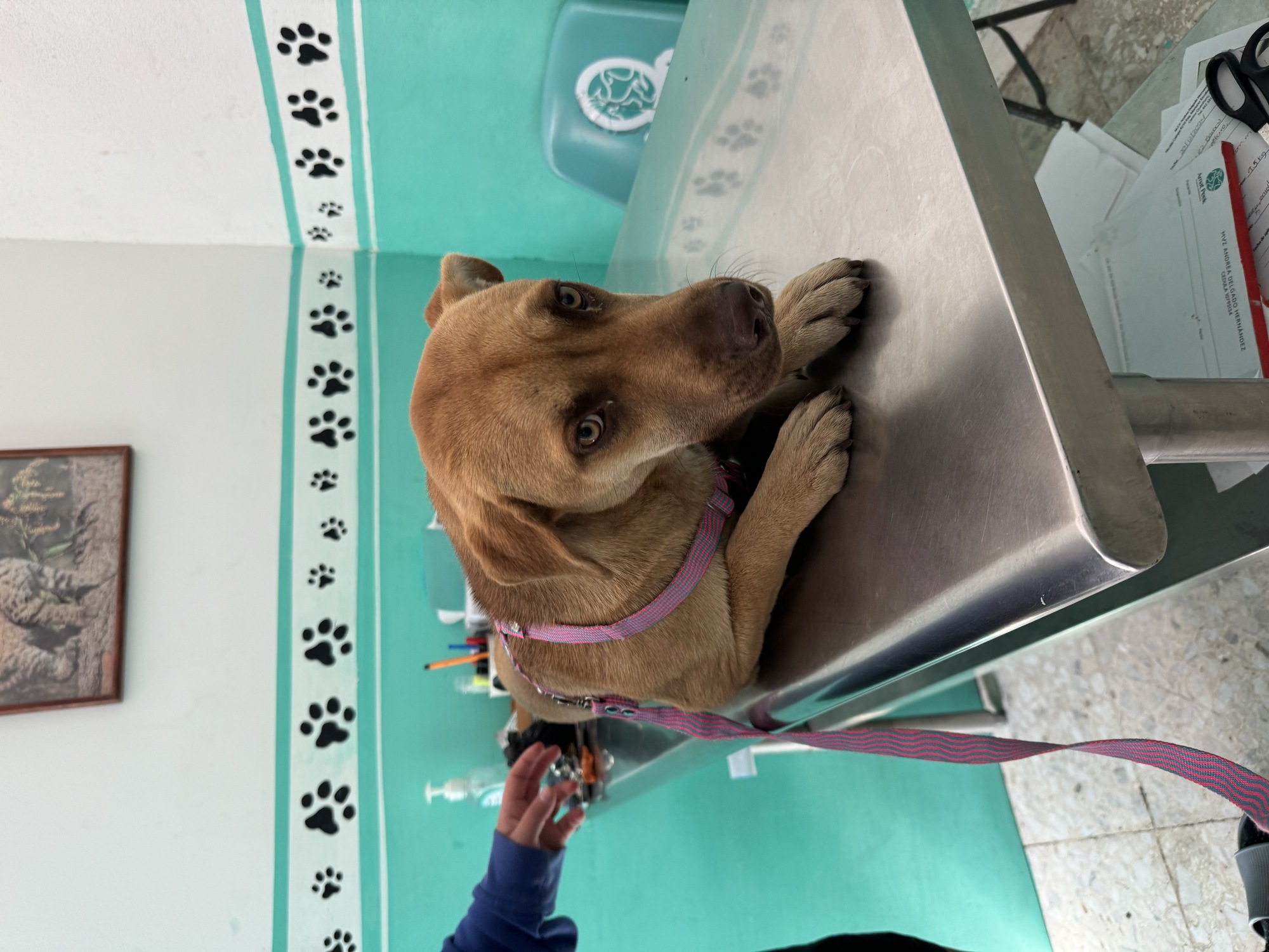 Primera visita al vet