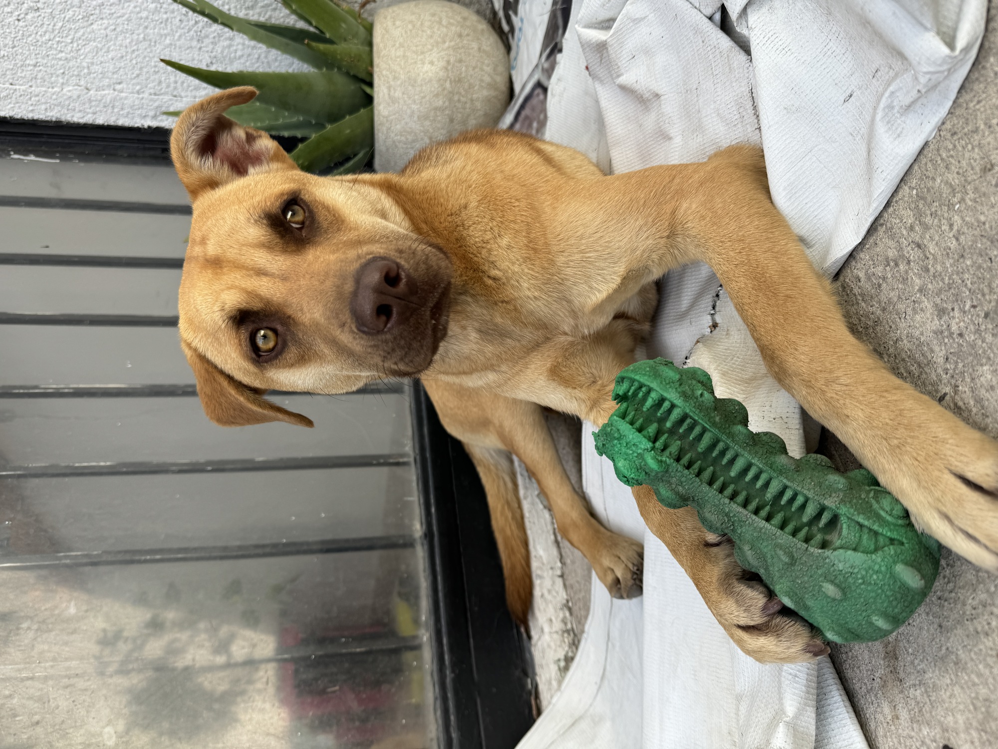 Le encantan los juguetes