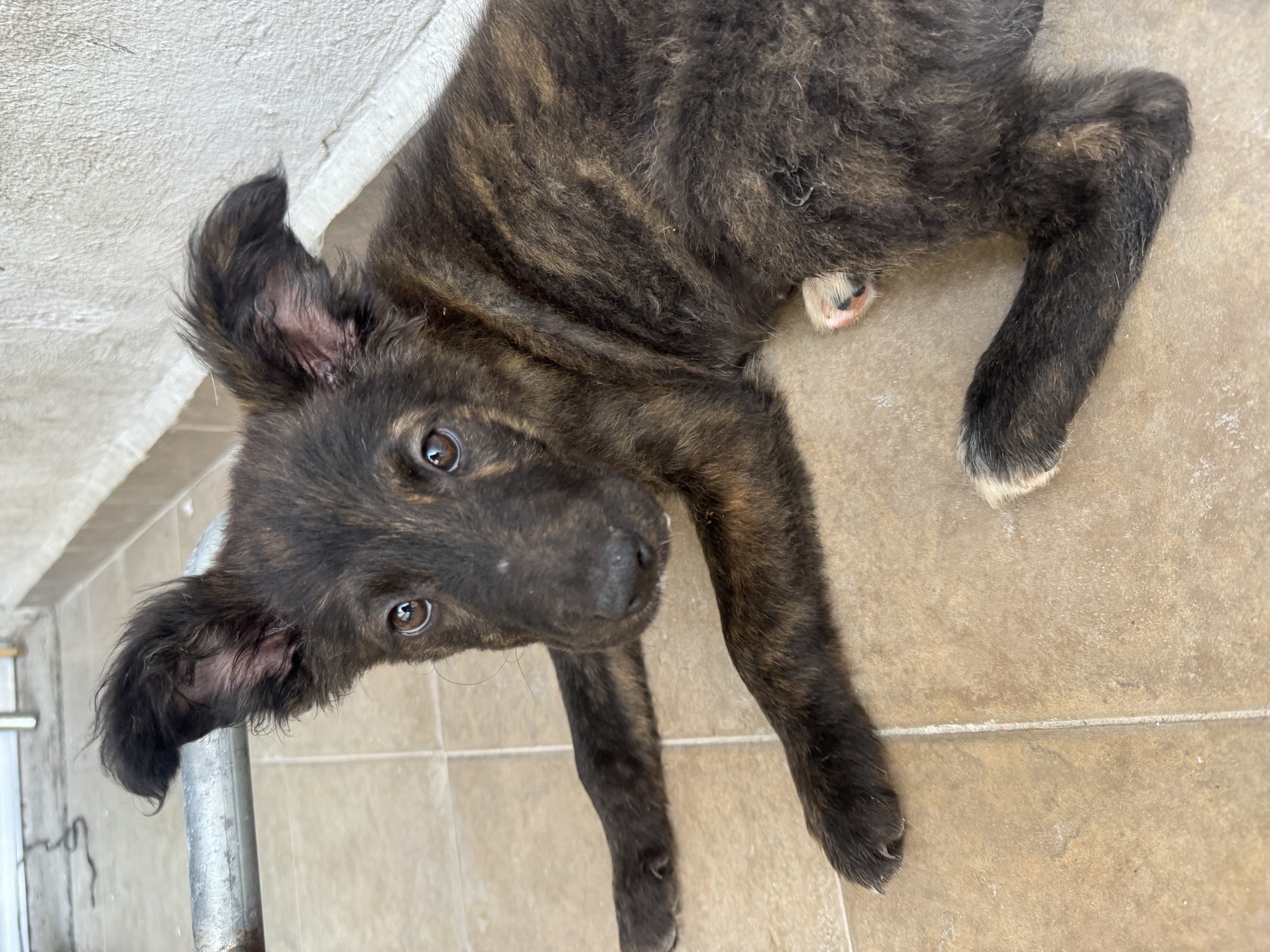 Esperando ser adoptada