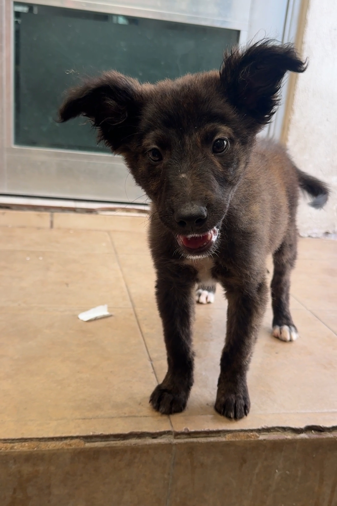 Feliz en su hogar temporal