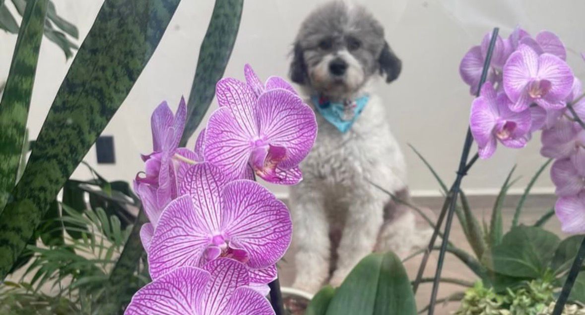 Ikal (antes Panchito)