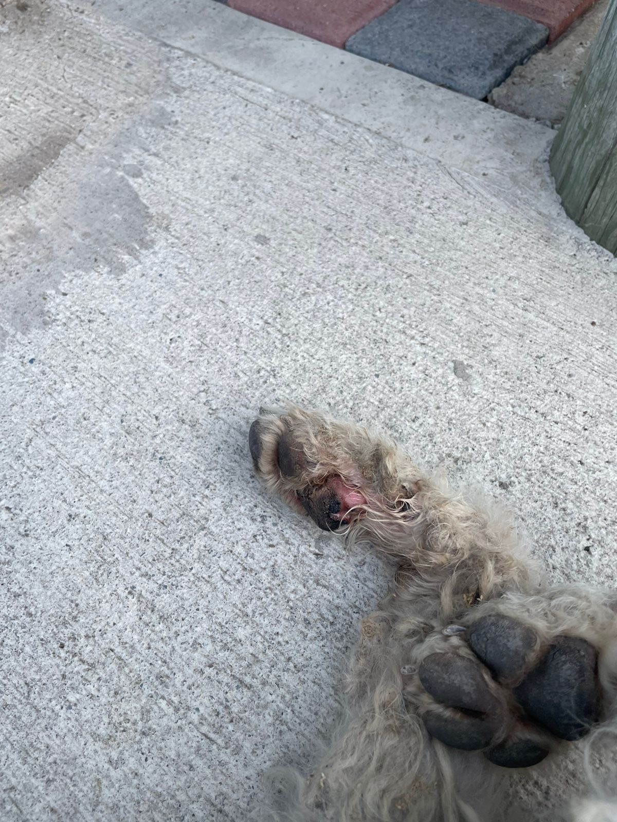 Así estaban sus patitas