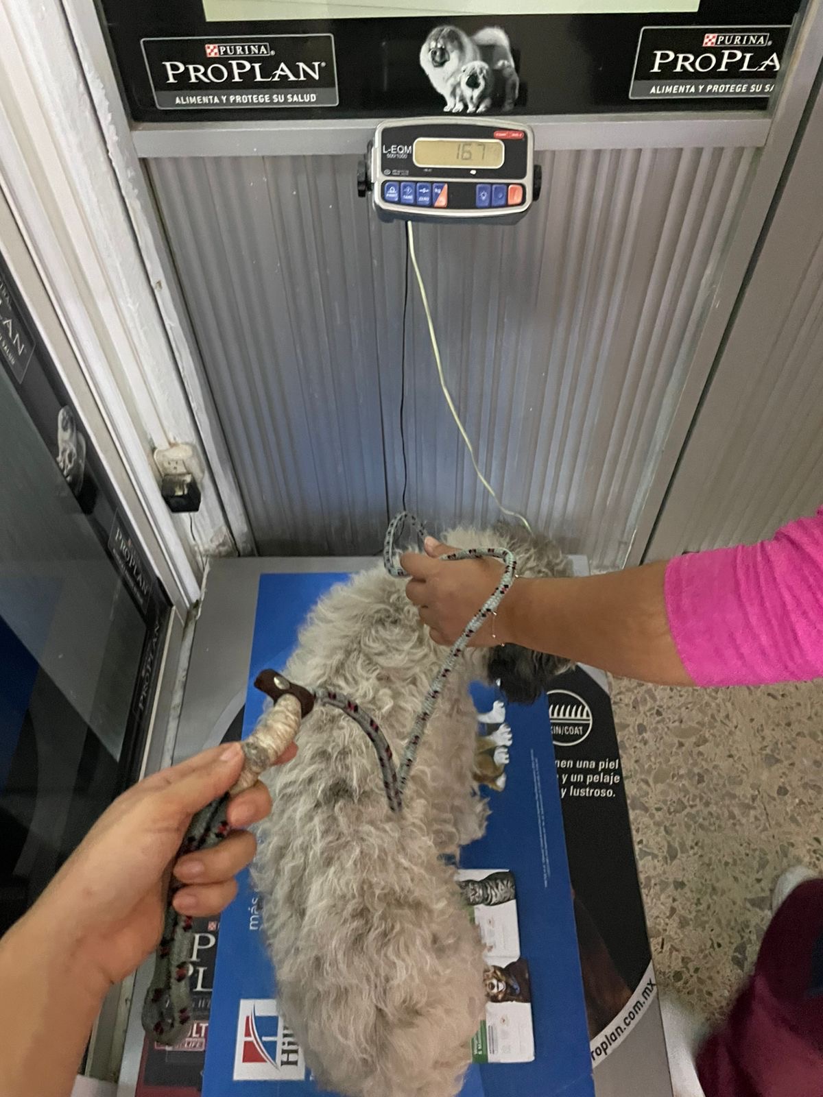 Se quedó hospitalizado un fin de semana junto con Quijote