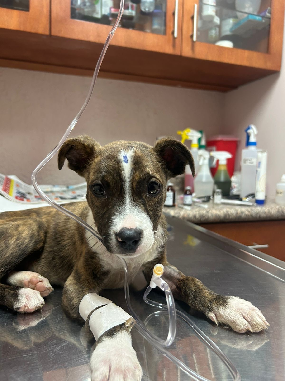 Chai hospitalizada por parvo