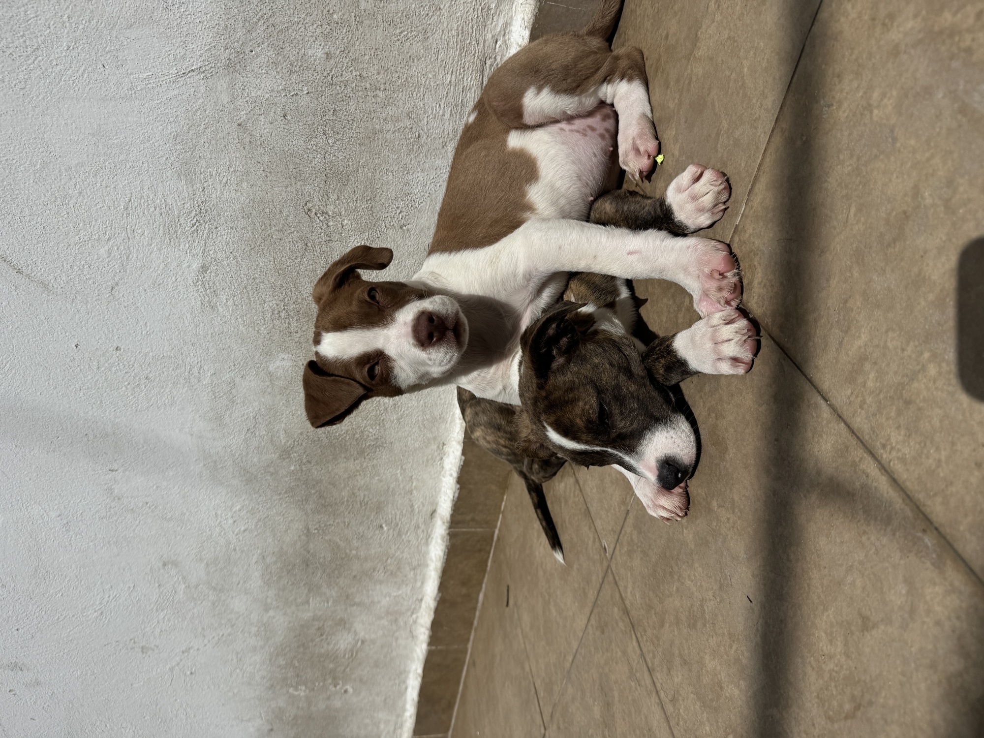 Esperando ser adoptadas