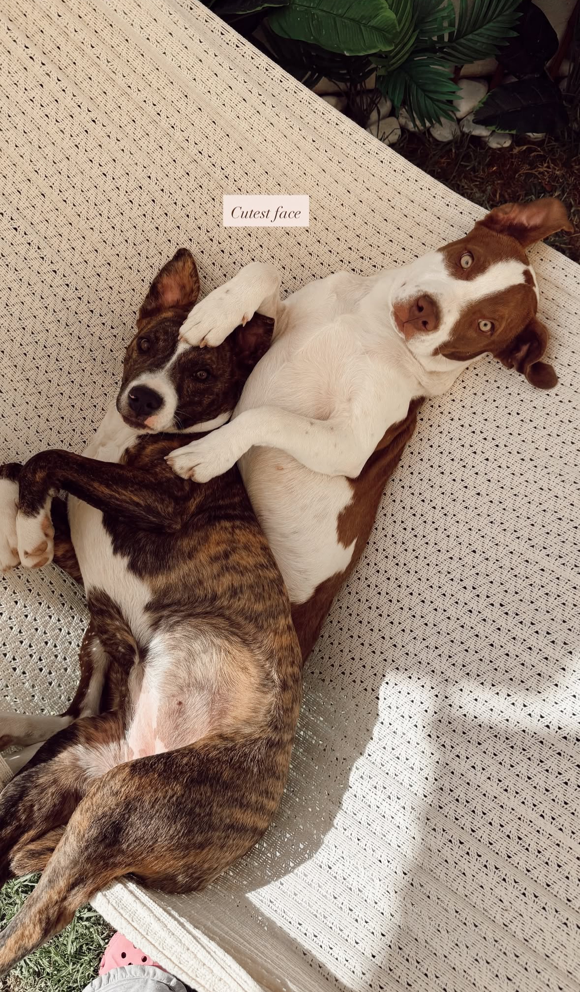 Drila y Shuka (Antes Chai y Tyla)